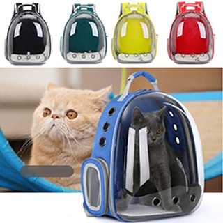 Chó Shar Pei nhập khẩu