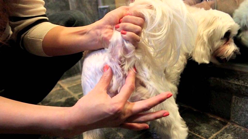 Chó Shar Pei nhập khẩu