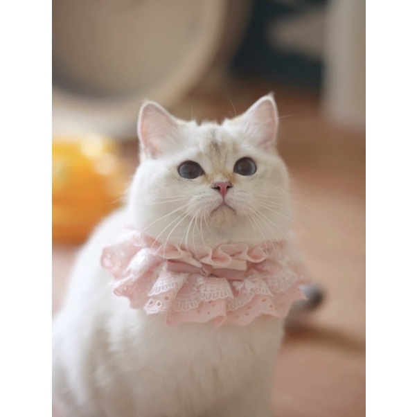 Chó Shar Pei nhập khẩu