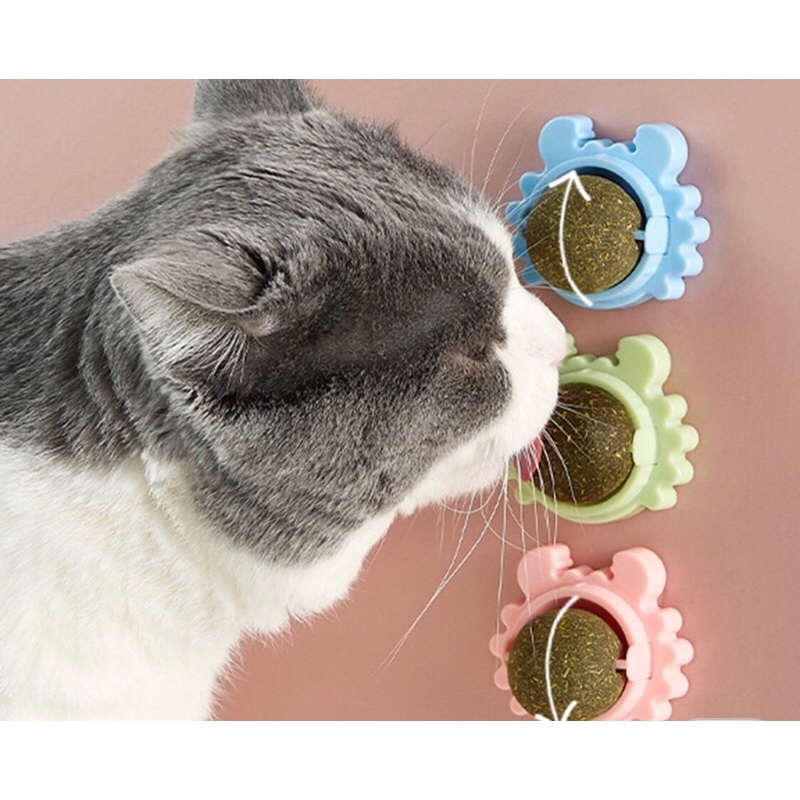 Chó Shar Pei nhập khẩu