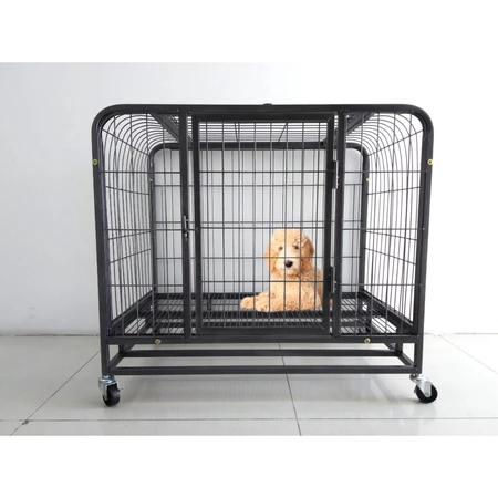 Chó Shar Pei nhập khẩu
