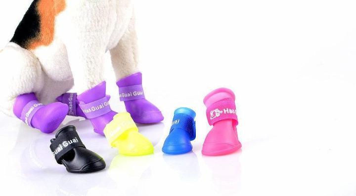Chó Shar Pei nhập khẩu