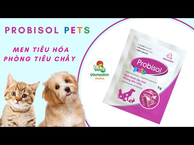 Chó Shar Pei nhập khẩu